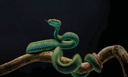 Rắn lục mắt hồng ngọc và những ảnh thiên nhiên hoang dã đẹp mê hồn