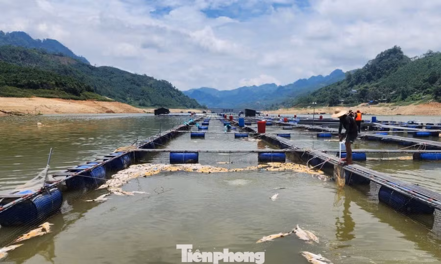 Nắng nóng kéo dài, cá tầm trên hồ thủy điện Bắc Hà chết la liệt