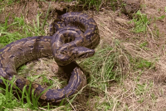 Trăn đá châu Phi tung ‘nụ hôn thần chết’ đoạt mạng linh dương Impala trong nháy mắt