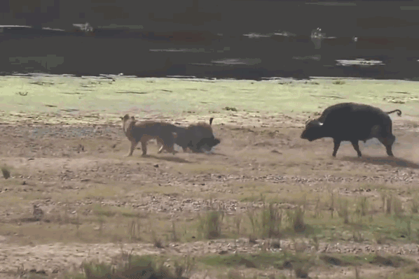 Cú húc cực mạnh của trâu mẹ để giải cứu con non.