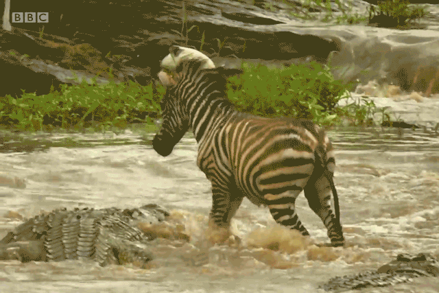 Ngựa vằn con thoát chết thần kỳ khi đi qua người con cá sấu.