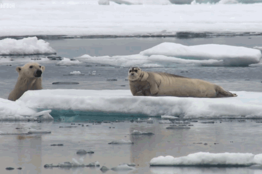 Gấu Bắc Cực đoạt mạng hải cẩu.