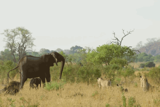 Voi mẹ tấn công sư tử để bảo vệ con.