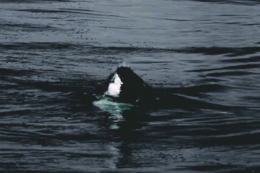 Khoảnh khắc cá mập trắng lao mình lên không trung đoạt mạng hải cẩu