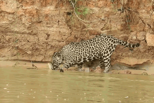 Trăn Anaconda chết thảm khi chạm trán ‘tử thần vùng Amazon’