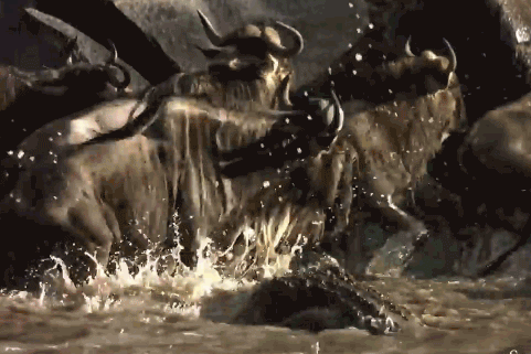 Cá sấu tóm gọn linh dương đầu bò.