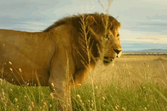 Ảnh cắt từ clip.