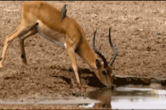 Con cá sấu tóm được chú linh dương nhờ cắn trúng sừng.