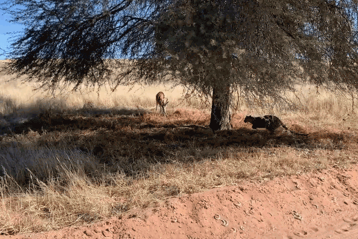 Báo hoa mai săn linh dương Impala.