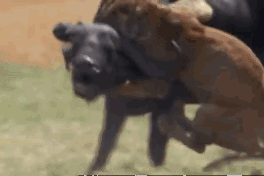 Sư tử hạ gục trâu rừng.