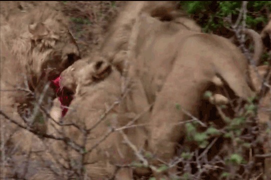 Những con sư tử tranh nhau xác khỉ đầu chó.