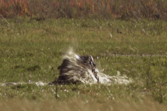 Sư tử vật lộn với trâu rừng dưới nước.