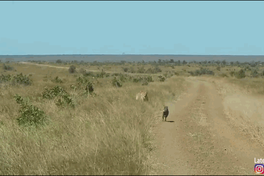 Sư tử tóm gọn lợn bướu.