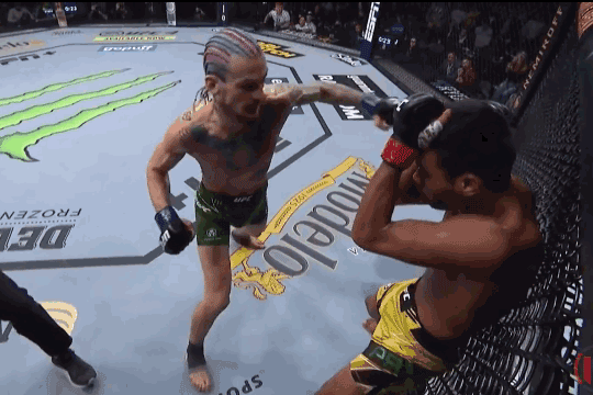 Sean O'Malle ra đòn hạ knock-out Raulian Paiva.