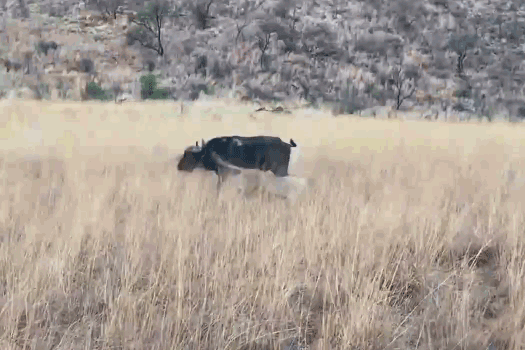 Trâu rừng ác chiến với 3 con sư tử.