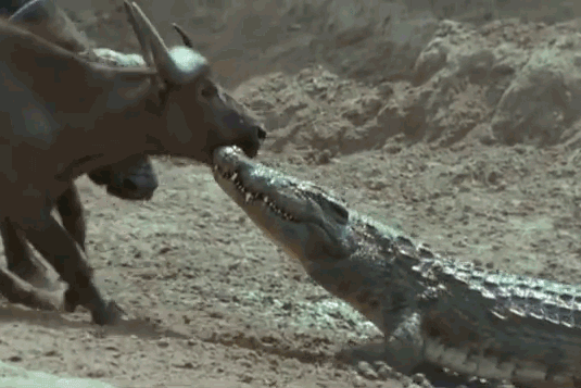 Ảnh cắt từ video.