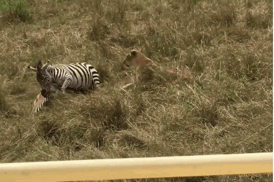 Ngựa vằn đá văng sư tử, giải cứu con non khỏi ‘án tử’