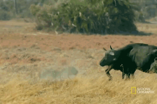 Mẹ con trâu rừng chết thảm khi rơi vào tầm ngắm của bầy sư tử