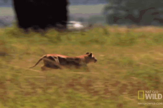 Sư tử lao nhanh như cơn lốc, đoạt mạng ngựa vằn trong ‘một nốt nhạc’