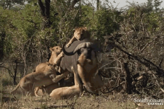 Đàn sư tử ‘xúm đen xúm đỏ’ hạ sát trâu rừng khổng lồ