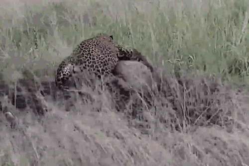 Lợn bướu ác chiến giành sự sống trước báo hoa mai