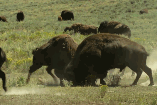 Cuộc chiến khốc liệt của những ‘gã khổng lồ’ ở Yellowstone