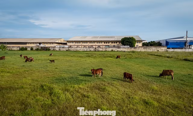 Toàn cảnh khu đất bị bỏ hoang gần 20 năm