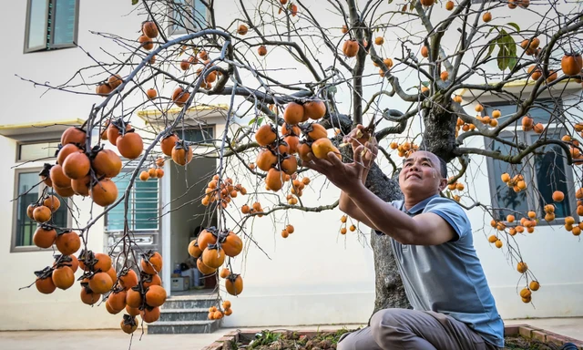 ‘Báu vật’ giữa vườn hồng cổ được trả nửa tỷ nhưng chủ không bán