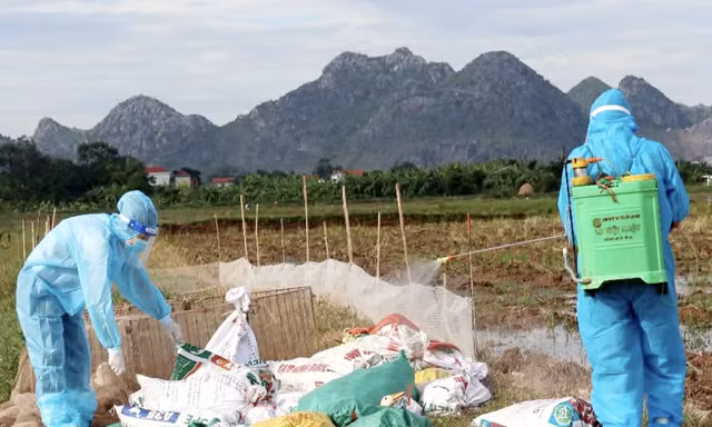 Tiêu hủy hơn 1.000 con vịt nhiễm cúm gia cầm tại Ninh Bình