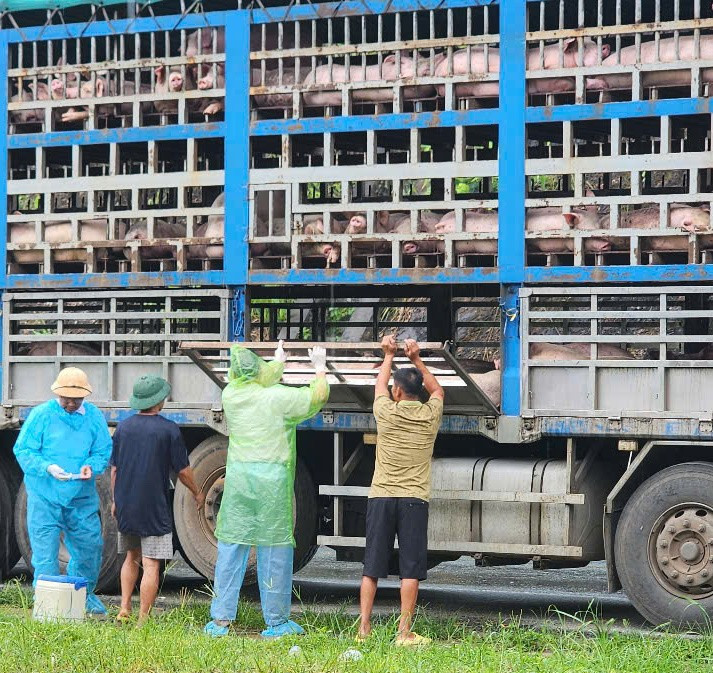 Lực lượng chức năng bắt giữ phương tiện vận chuyển lợn nhiễm dịch tả lợn châu Phi. a2.jpg