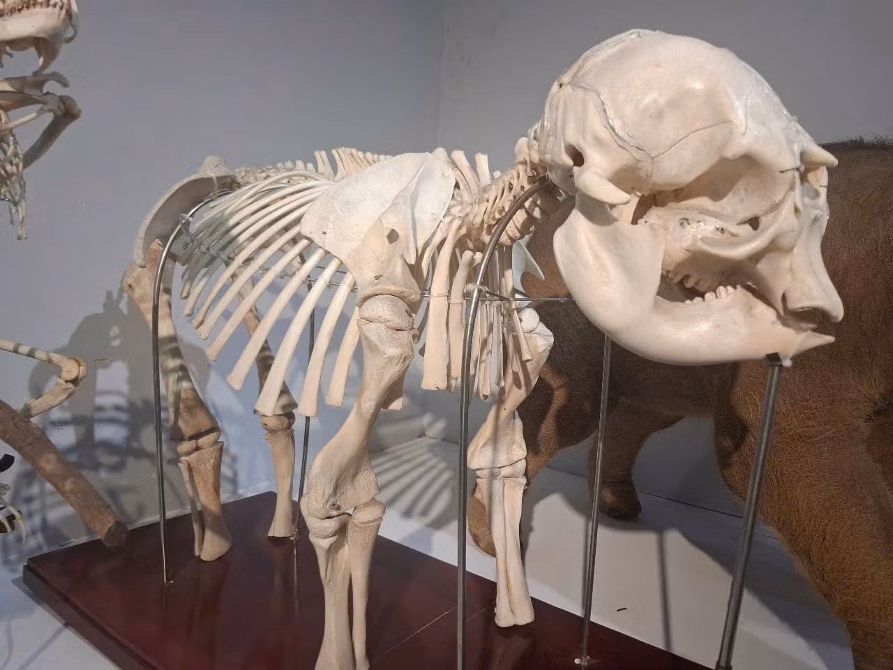 bo-tot-ct.jpg