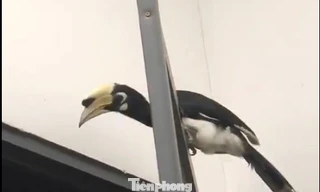 Chim lạ quý hiếm sà vào quán nhậu, chủ quán báo ngay cho kiểm lâm