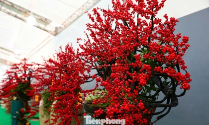 Đào đông đỏ đắt giá xuống phố Hà Nội đón Tết Bính Ngọ