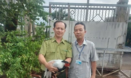 Một con gà lôi trắng tại TPHCM được giao về trạm cứu hộ