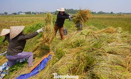 Nông dân Hà Nội hối hả gặt lúa 'chạy' bão số 11