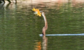 Chim cổ rắn quý hiếm kéo đến săn mồi ở hồ TPHCM