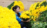 Sắc vàng cúc kim cương phủ kín làng hoa những ngày giáp Tết