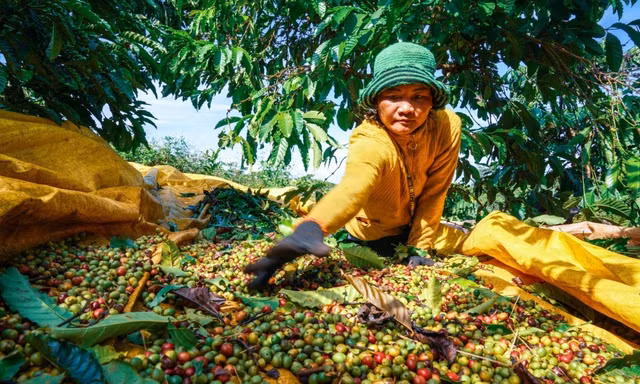 Biến Lâm Đồng thành thủ phủ cà phê toàn cầu