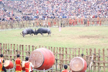 Những màn 'so sừng' kịch tính tại Lễ hội chọi trâu Hải Lựu ở Phú Thọ
