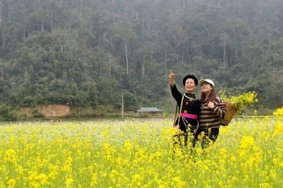 Tuyên Quang: Hoa cải nhuộm vàng thung lũng Bản Bung
