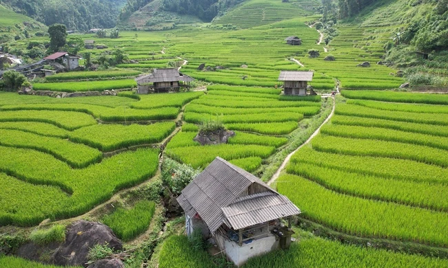 Mát mắt với màu xanh lúa non ruộng bậc thang ở Sa Pa