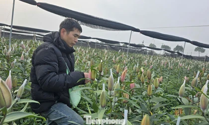 Cận Tết Bính Ngọ, nhà vườn Hà Nội 'nín thở' chờ hoa nở đúng dịp