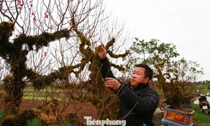 Mùa đào Tết ở Hồng Vân: Vụ hoa cuối của nhiều hộ trồng đào Hà Nội