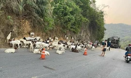 Hơn 100 con dê chết vì lật xe tải, người dân rủ nhau mua hỗ trợ tài xế
