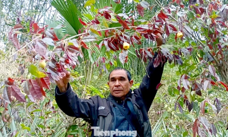 Vào rừng hái chè hoa vàng kiếm bộn tiền