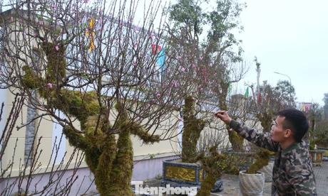 Đào dáng độc lạ, rêu phủ xanh thân 'xuống phố'