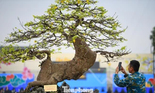 Chiêm ngưỡng hàng trăm gốc mai vàng Yên Tử giá trị tiền tỷ tại Quảng Ninh