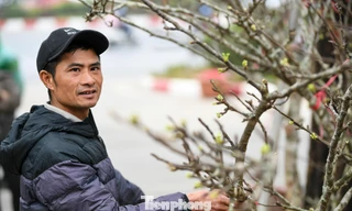 Theo chân tiểu thương ăn ngủ cùng đào quất ở chợ hoa Tết Hà Nội