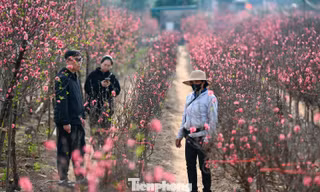 24 tháng Chạp: Đào nở sớm, khách thưa thớt, làng Nhật Tân như... mất Tết 