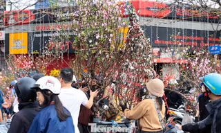 Đào, quất giảm giá sập sàn ngày 29 Tết